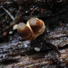 Attēlu rezultāti vaicājumam “Sphaerobolus stellatus”