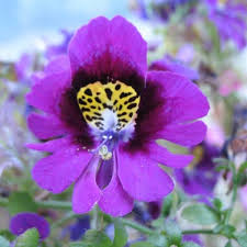 Image result for Schizanthus