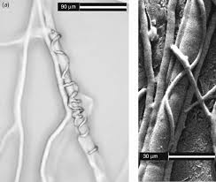 Attēlu rezultāti vaicājumam “Trichia botrytis var. cerifera stalked”