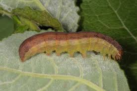 Attēlu rezultāti vaicājumam “Orthosia opima”