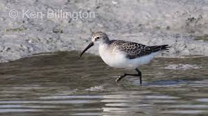 Attēlu rezultāti vaicājumam “Calidris ferruginea”