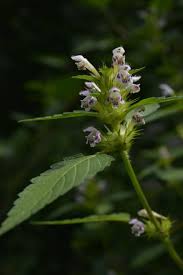 Attēlu rezultāti vaicājumam “Galeopsis tetrahit leaf”
