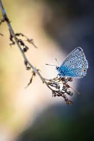 Attēlu rezultāti vaicājumam “Polyommatus icarus”