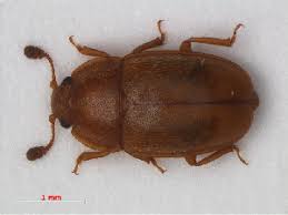 Attēlu rezultāti vaicājumam “Epuraea sp.”