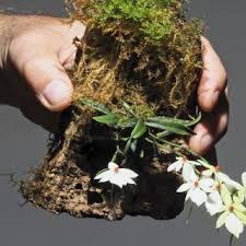 Attēlu rezultāti vaicājumam “Anthyllis arenaria flower”