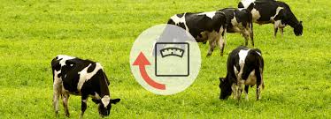 Image result for ganado bovino