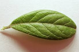 Attēlu rezultāti vaicājumam “Vaccinium vitis-idaea leaf”