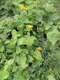 Attēlu rezultāti vaicājumam “Telekia speciosa bud”