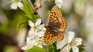 Attēlu rezultāti vaicājumam “Boloria dia”