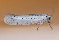 Attēlu rezultāti vaicājumam “Yponomeuta evonymella”