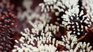 Attēlu rezultāti vaicājumam “Willkommlangea reticulata macro”