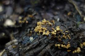 Attēlu rezultāti vaicājumam “Lycogala irregulare macro”