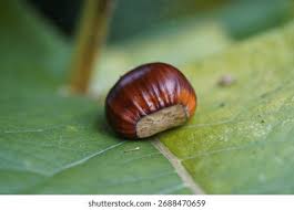 Attēlu rezultāti vaicājumam “Castanea sativa  fruit”