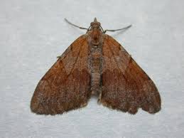 Attēlu rezultāti vaicājumam “Pennithera firmata”