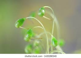 Attēlu rezultāti vaicājumam “Funaria hygrometrica sporophyte”