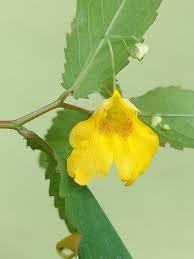 Attēlu rezultāti vaicājumam “Impatiens noli-tangere”