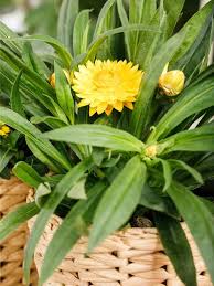 Image result for Strohblume