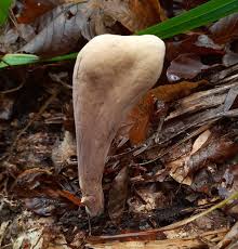 Attēlu rezultāti vaicājumam “Clavariadelphus pistillaris”