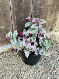 Attēlu rezultāti vaicājumam “Arenaria procera leaf”