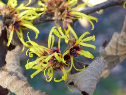 Attēlu rezultāti vaicājumam “Hamamelis japonica”