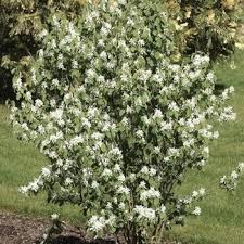 Attēlu rezultāti vaicājumam “Amelanchier spicata flower”