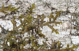 Attēlu rezultāti vaicājumam “Porella platyphylla macro”