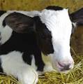 High Performance Calf Milk Replacer 22/17 from Grober Nutrition ...