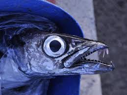 Image result for Sphyraena barracuda