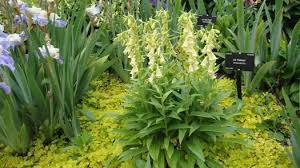 Image result for Digitalis grandiflora