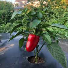 Afbeeldingsresultaat voor lipstick hot pepper