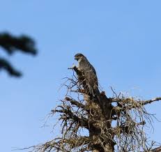 Attēlu rezultāti vaicājumam “Accipiter gentilis nest”