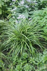 Attēlu rezultāti vaicājumam “Carex panicea flower”