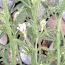 Attēlu rezultāti vaicājumam “Microrrhinum minus”