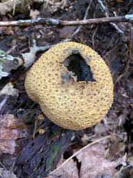 Attēlu rezultāti vaicājumam “Scleroderma citrinum”