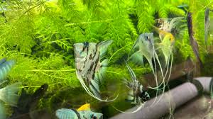 Attēlu rezultāti vaicājumam “Ceratophyllum demersum”