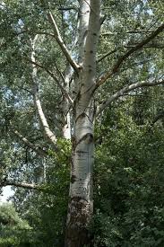 Attēlu rezultāti vaicājumam “Populus alba”