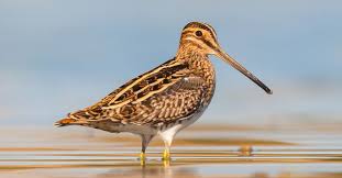 Attēlu rezultāti vaicājumam “Gallinago gallinago nest”