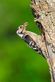 Attēlu rezultāti vaicājumam “Dendrocopos minor”