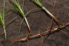 Attēlu rezultāti vaicājumam “Carex arenaria”