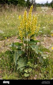 Image result for Verbascum nigrum
