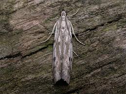 Attēlu rezultāti vaicājumam “Phycitodes binaevella”