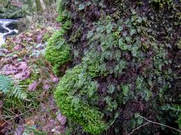 Attēlu rezultāti vaicājumam “Bazzania trilobata”