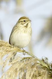 Attēlu rezultāti vaicājumam “Emberiza schoeniclus eggs”