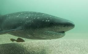 Image result for Notorynchus cepedianus