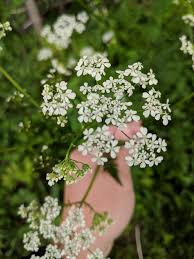 Attēlu rezultāti vaicājumam “Anthriscus sylvestris flower”