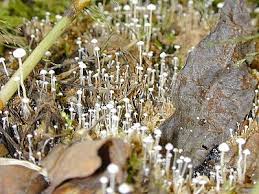 Attēlu rezultāti vaicājumam “Collybia tuberosa”