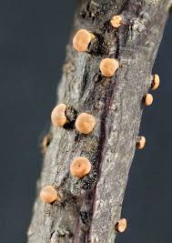 Attēlu rezultāti vaicājumam “Nectria cinnabarina”