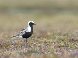 Attēlu rezultāti vaicājumam “Pluvialis squatarola adult”