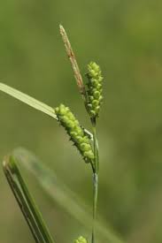 Attēlu rezultāti vaicājumam “Carex atherodes”