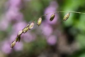 Attēlu rezultāti vaicājumam “Melica nutans flower”